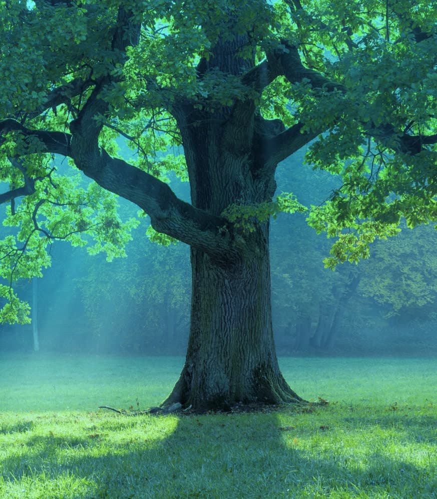 Welcome to Oak Mind Psychiatry & Mental Health Clinic Welcome to Oak Mind Psychiatry & Mental Health Clinic